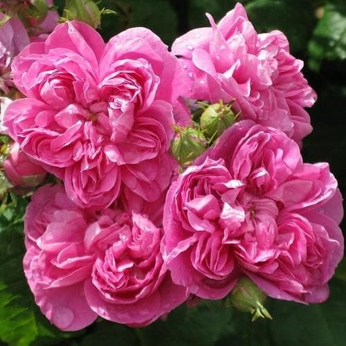 Rosa de Rescht - Old Shrub Rose