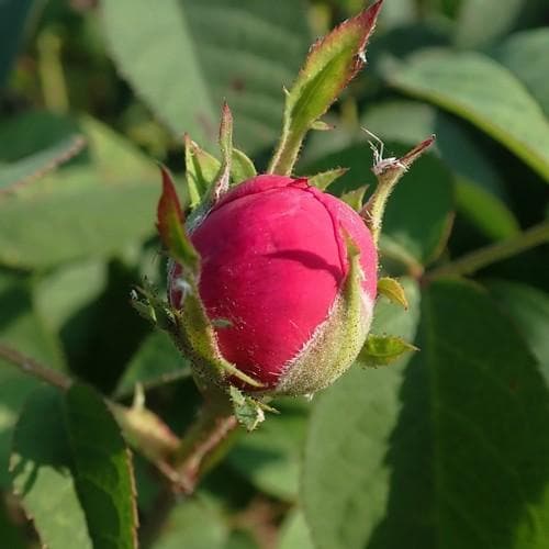 Rosa de Rescht - Old Shrub Rose