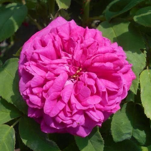 Rosa de Rescht - Old Shrub Rose