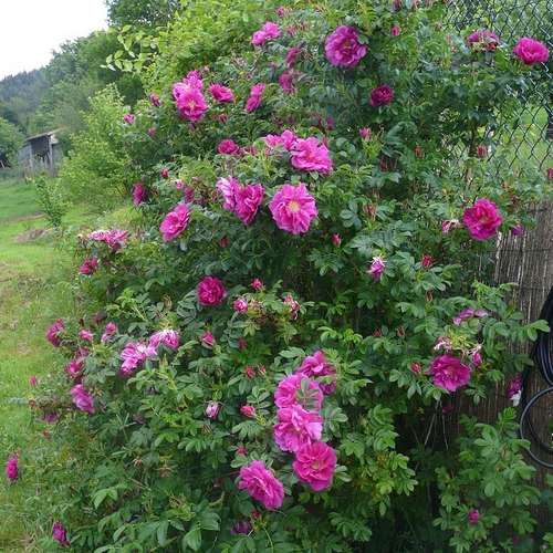 Rosa Exception (Rotes Meer) - Rugosa Rose