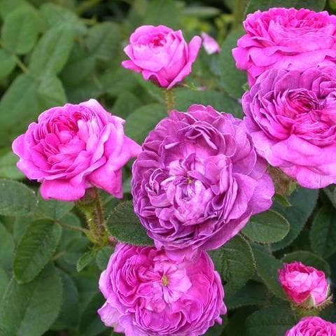 Rosa Belle de Crecy - Future Forests