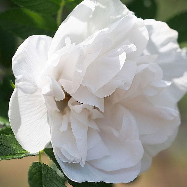 Rosa Blanc Double de Coubert - Future Forests