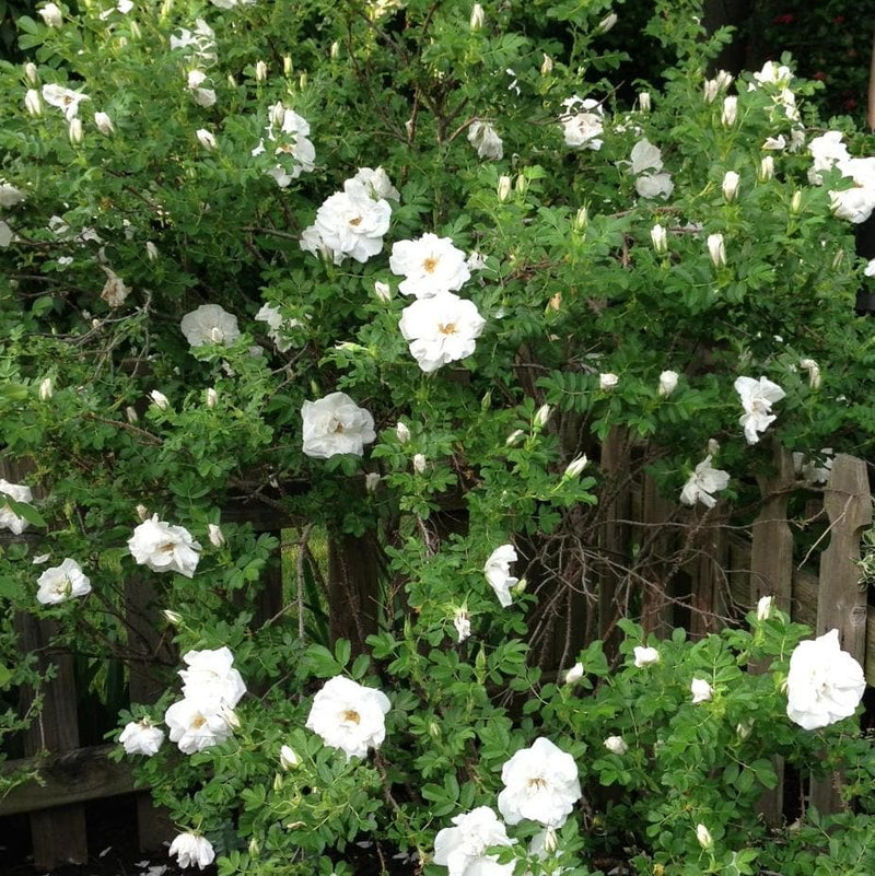 Rosa Blanc Double de Coubert - Future Forests