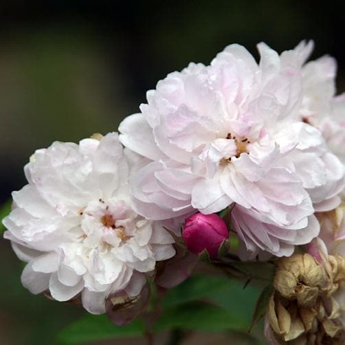 Rosa Blush Noisette - Future Forests