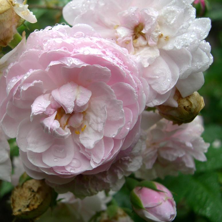 Rosa Blush Noisette - Future Forests
