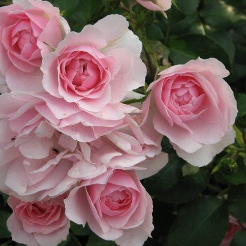 Rosa Bonica - Future Forests