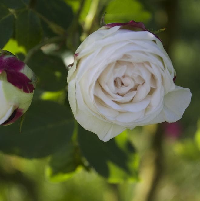 Rosa Boule de Neige - Future Forests