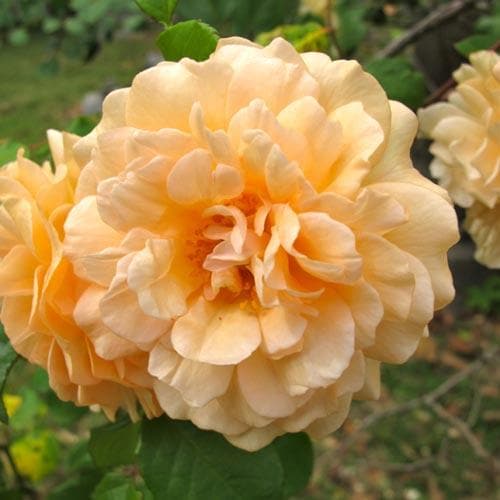 Rosa Buff Beauty - Future Forests