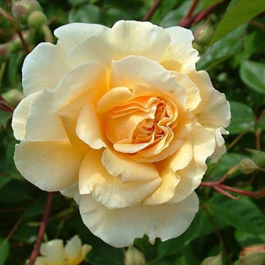 Rosa Buff Beauty - Future Forests