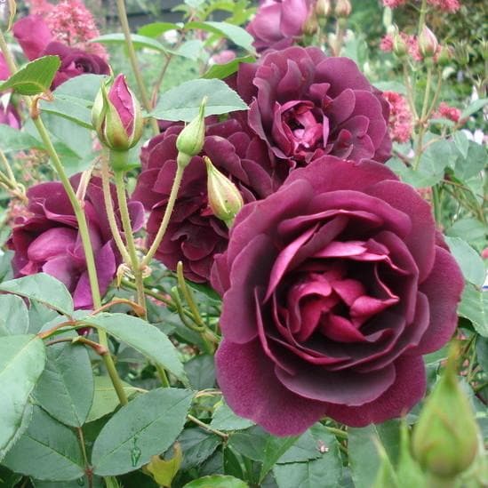 Rosa Burgundy Ice - Future Forests