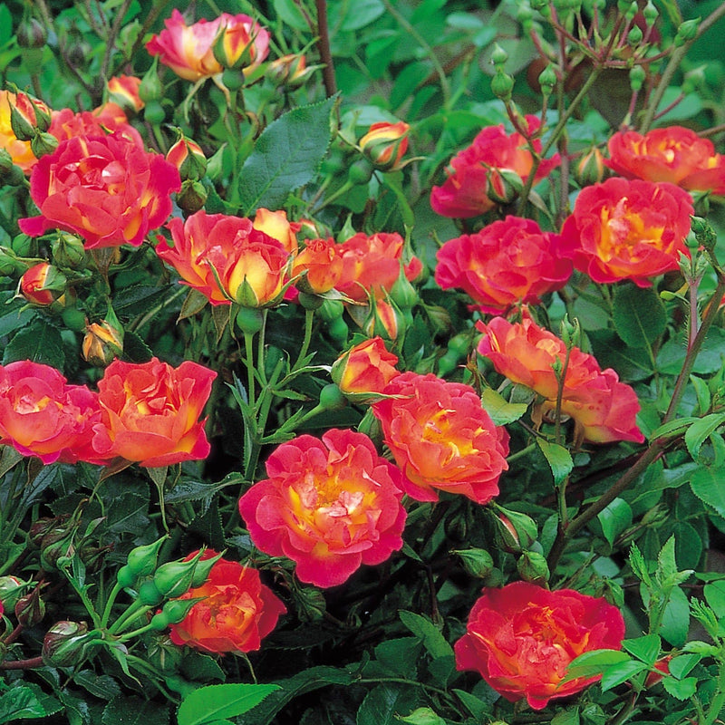 Rosa Cambridgeshire - Future Forests