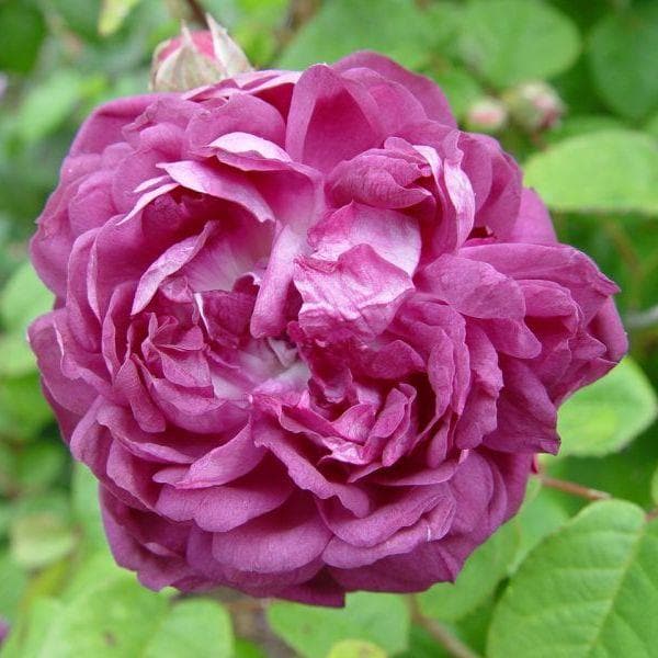 Rosa Cardinal de Richelieu - Future Forests