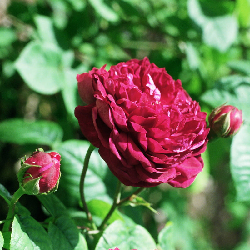 Rosa Cardinal de Richelieu - Future Forests