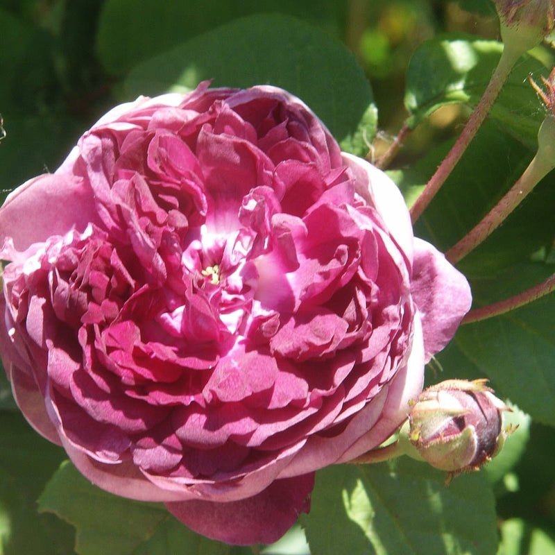 Rosa Cardinal de Richelieu - Future Forests
