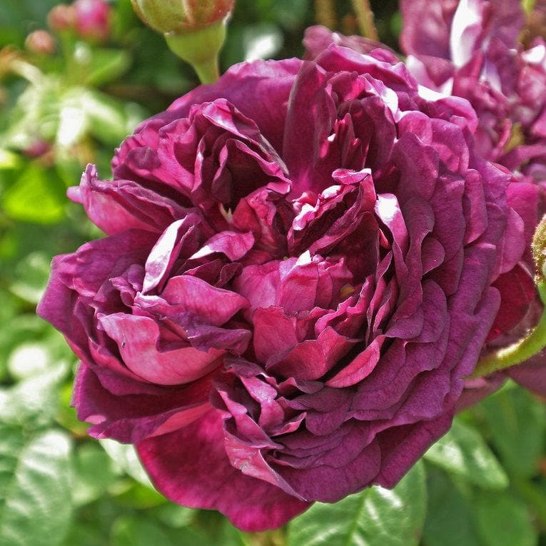 Rosa Cardinal de Richelieu - Future Forests