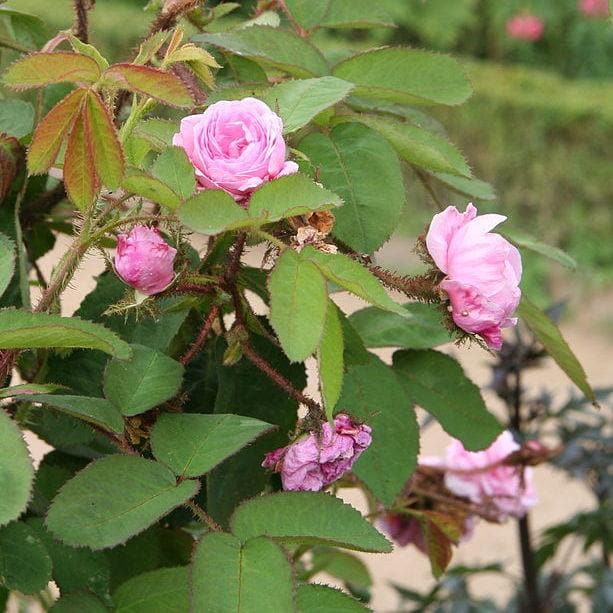 Rosa Centifolia - Future Forests