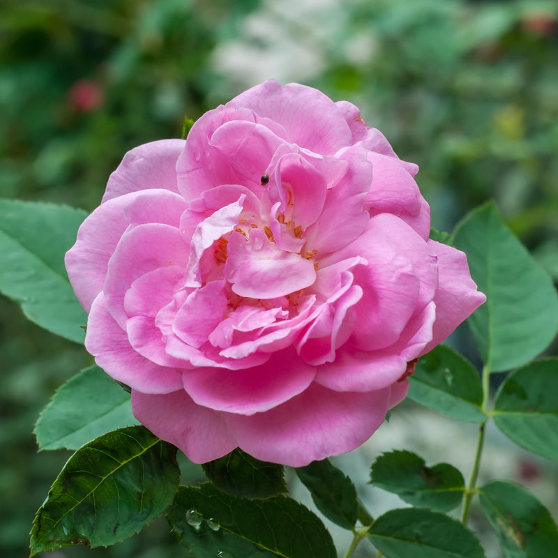 Rosa Centifolia - Future Forests