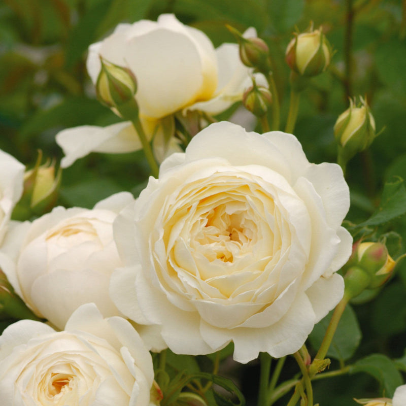 Rosa Claire Austin - David Austin Climbing Rose