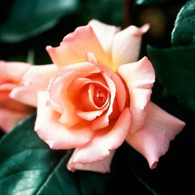 Rosa Compassion - Future Forests
