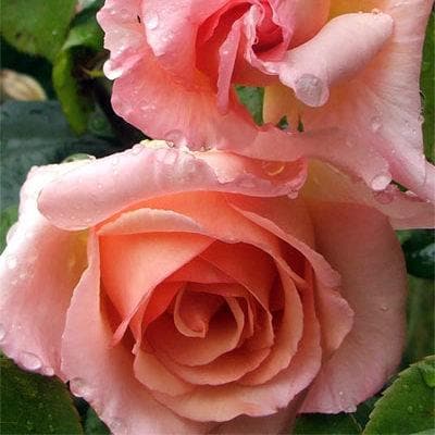 Rosa Compassion - Future Forests