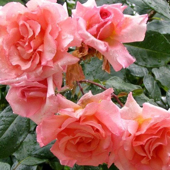 Rosa Compassion - Future Forests