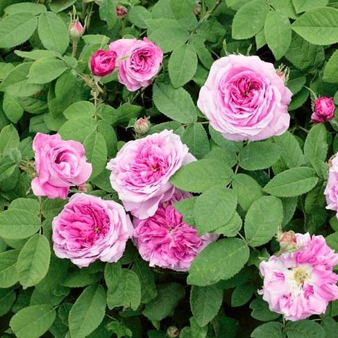 Rosa Compte de Chambord - Future Forests