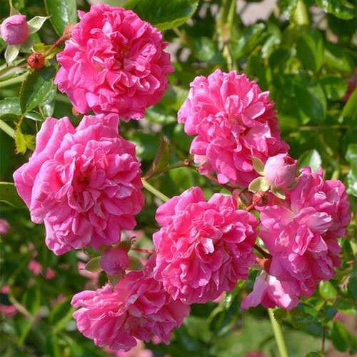 Rosa Dorothy Perkins - Rambling Rose