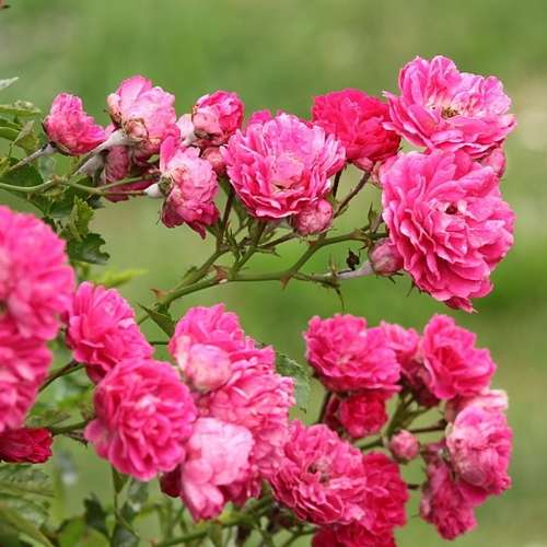 Rosa Excelsa - Future Forests