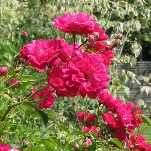 Rosa Excelsa - Future Forests
