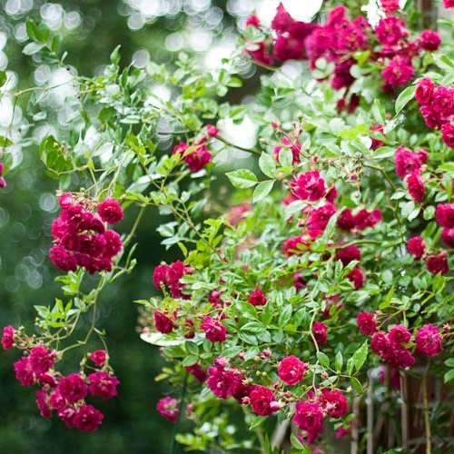 Rosa Excelsa - Future Forests