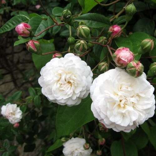 Rosa Felicitie et Perpetue - Future Forests
