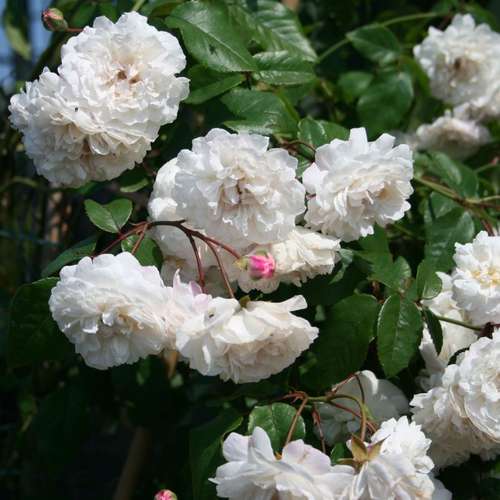 Rosa Felicitie et Perpetue - Future Forests