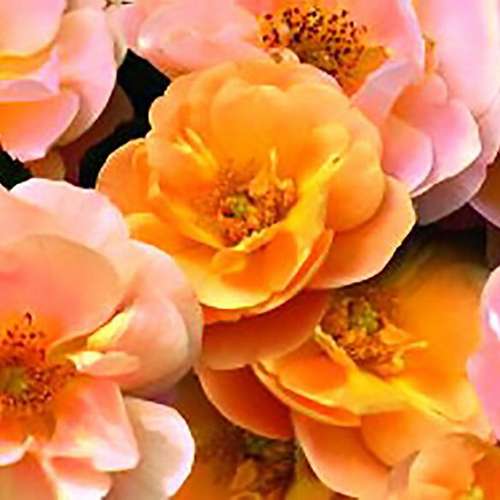 Rosa Flower Carpet Amber - Future Forests