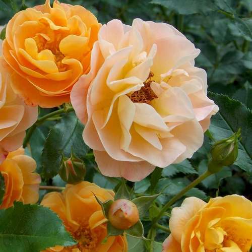 Rosa Flower Carpet Amber - Future Forests