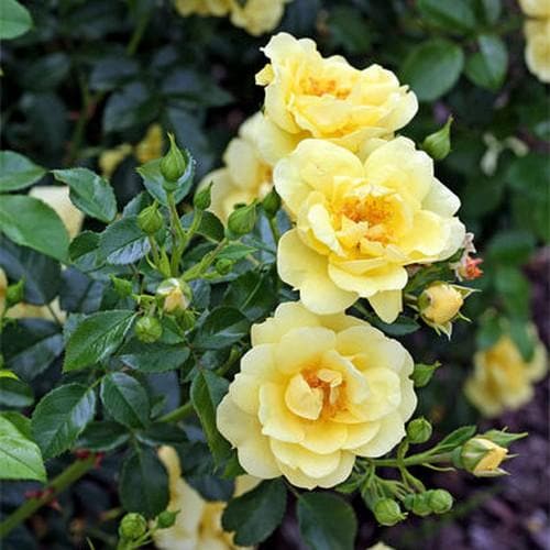Rosa Flower Carpet Gold