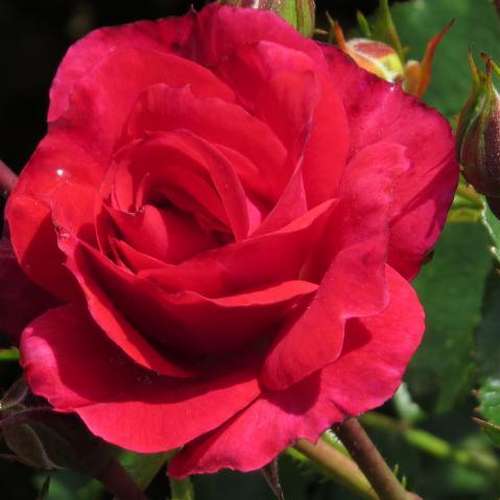 Rosa Flower Carpet Ruby - Future Forests