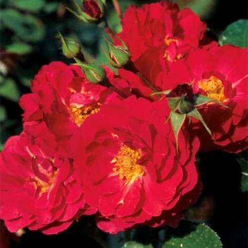 Rosa Flower Carpet Ruby - Future Forests