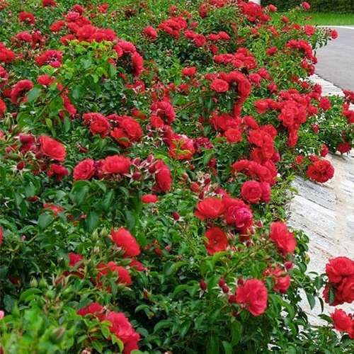 Rosa Flower Carpet Ruby - Future Forests