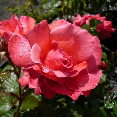 Rosa Galway Bay - Future Forests