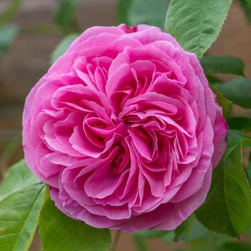 Rosa Gertrude Jekyll - Future Forests