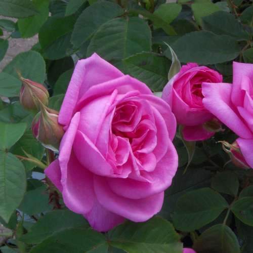 Rosa Gertrude Jekyll - Future Forests