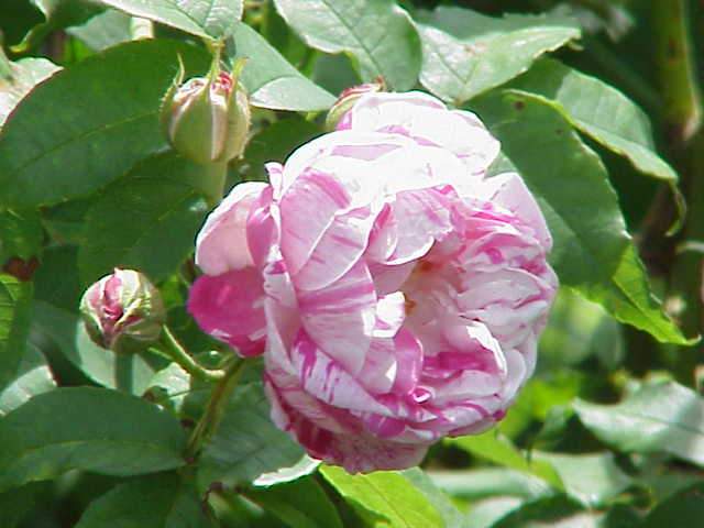 Rosa Honorine de Brabant - Future Forests