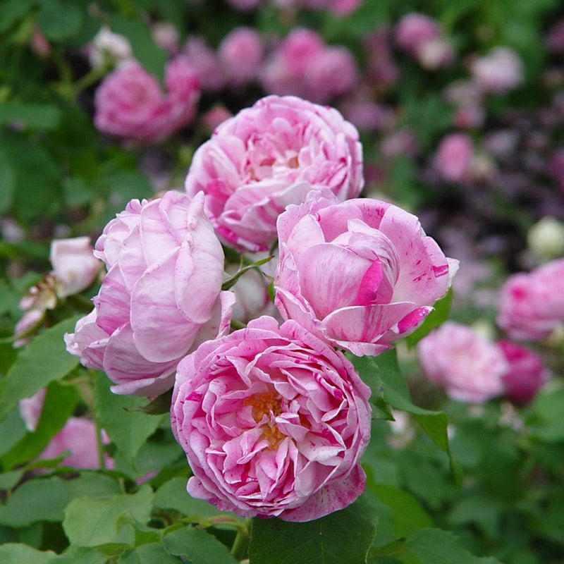 Rosa Honorine de Brabant - Future Forests