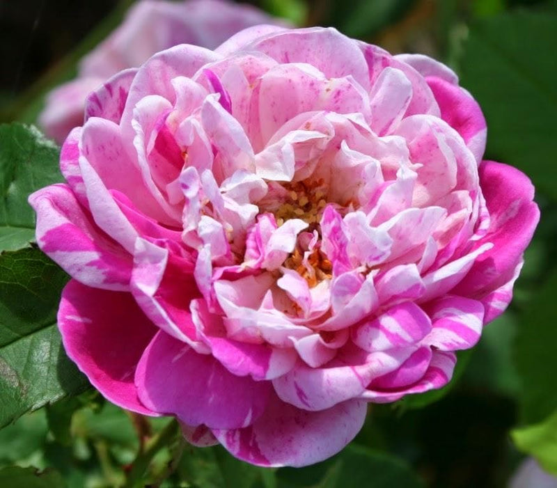 Rosa Honorine de Brabant - Future Forests