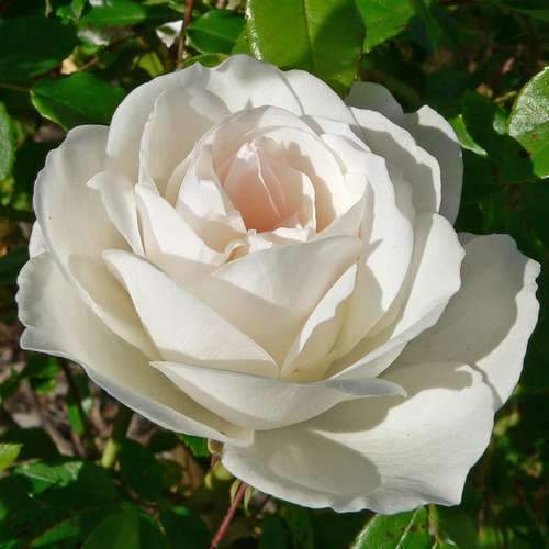 Rosa Iceberg - Future Forests