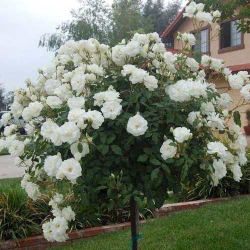 Rosa Iceberg - Future Forests