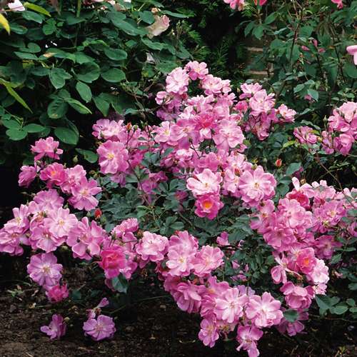 Rosa Magic Carpet - Future Forests