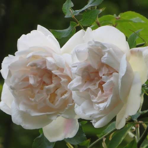 Rosa Mme Alfred Carriere - Future Forests