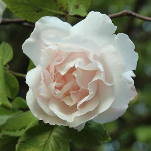 Rosa Mme Alfred Carriere - Future Forests