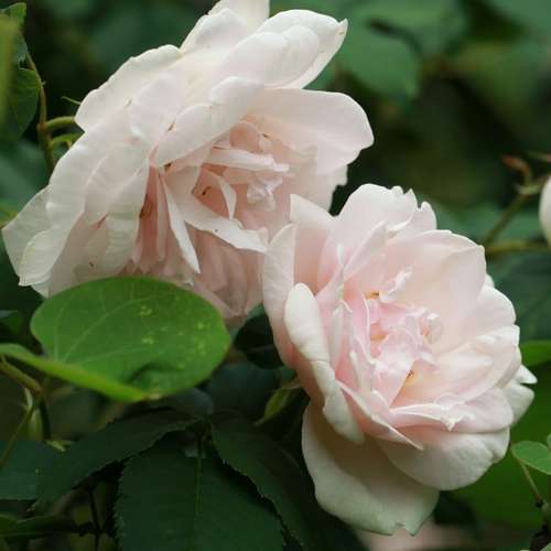 Rosa Mme Alfred Carriere - Future Forests